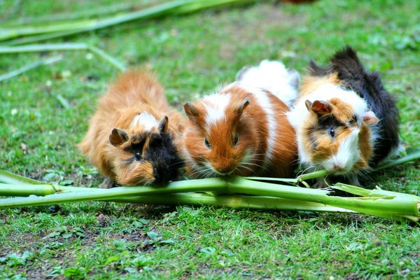How to Choose the Best Fleece Bedding for a Guinea Pig's Cage?